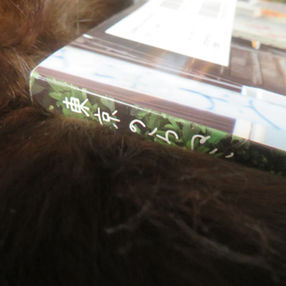 「のらねこ気分さ」