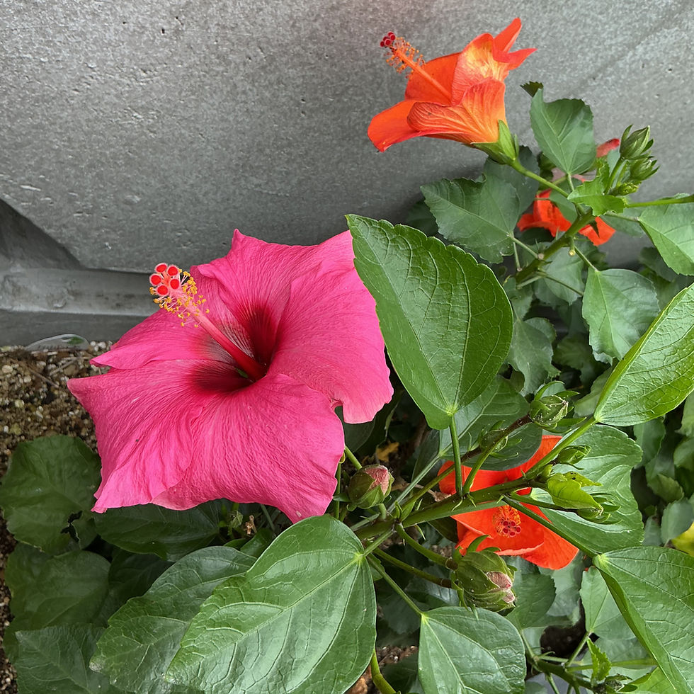 「季節はずれのハイビスカス」