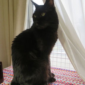 「みかえりネルネル」