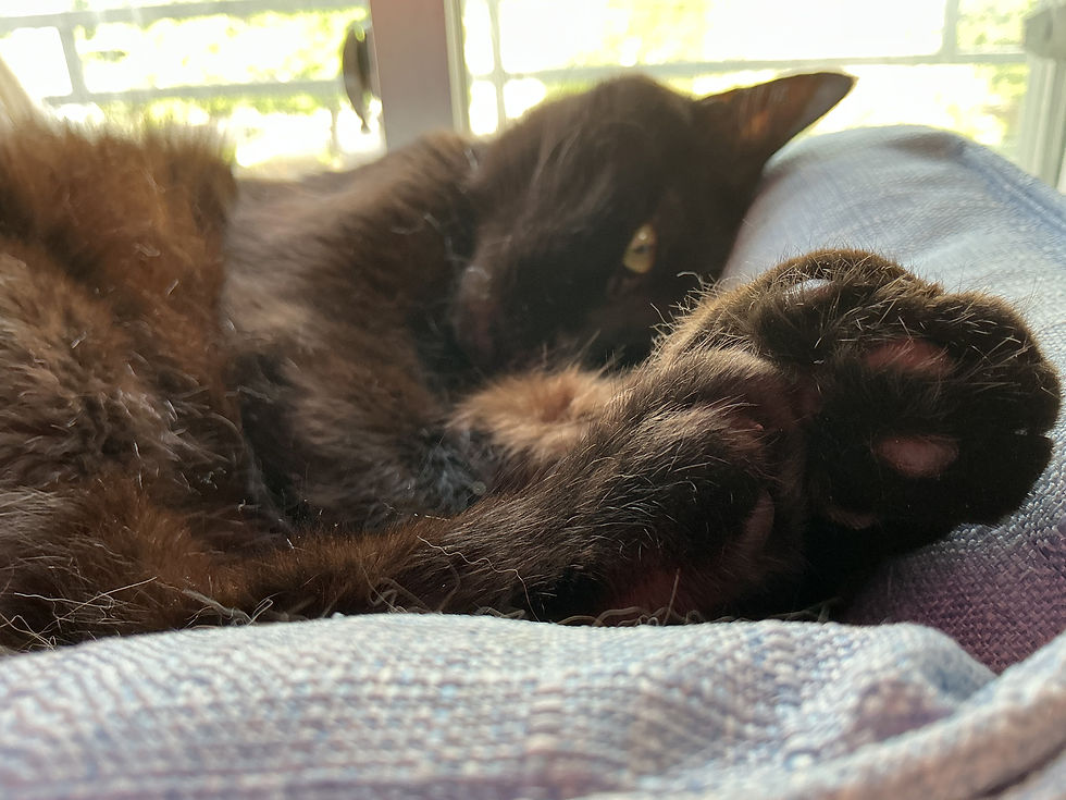 「白鍵を打鍵」