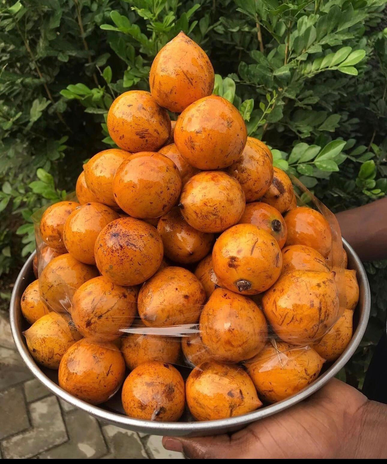 AGBALUMO/UDARA/AFRICAN STARFRUIT