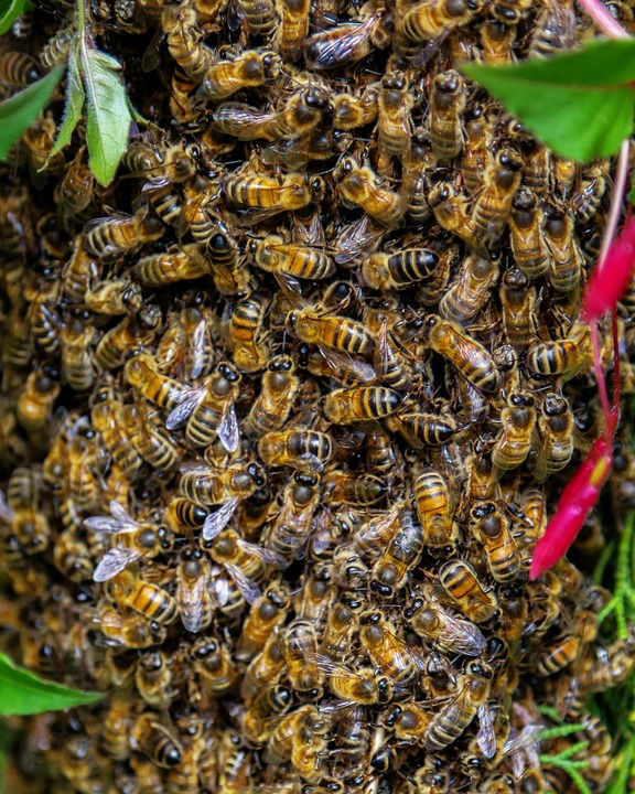 Group of wild bees on tree.