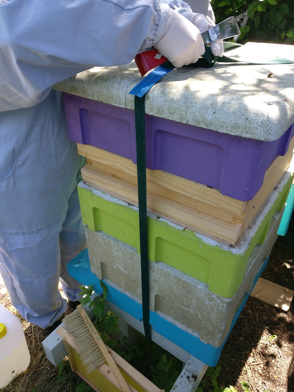 Beekeeper with hive tool opening polystyrene hive.