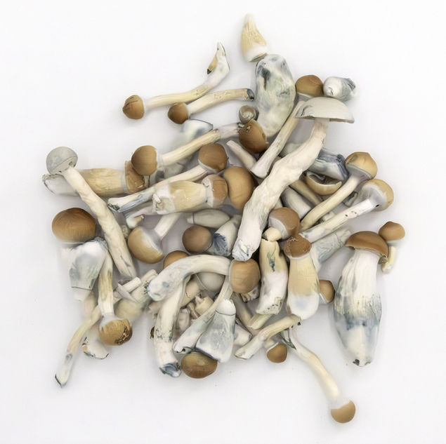 BLU BIJOU lyophilized psilocybin mushroom