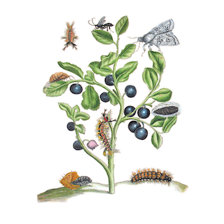 Miniaturbild: Vorzugsausgabe: Der Raupen wunderbare Verwandelung und sonderbare Blumen-nahrung