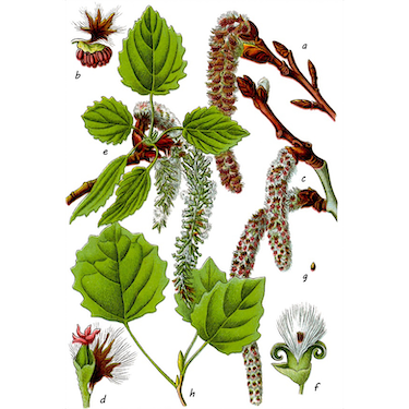 Miniaturbild: Vorzugsausgabe Die Flora von Deutschland