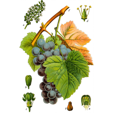 Miniaturbild: Vorzugsausgabe Die Flora von Deutschland