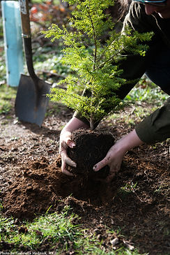 Hands planting a plug in soil. 