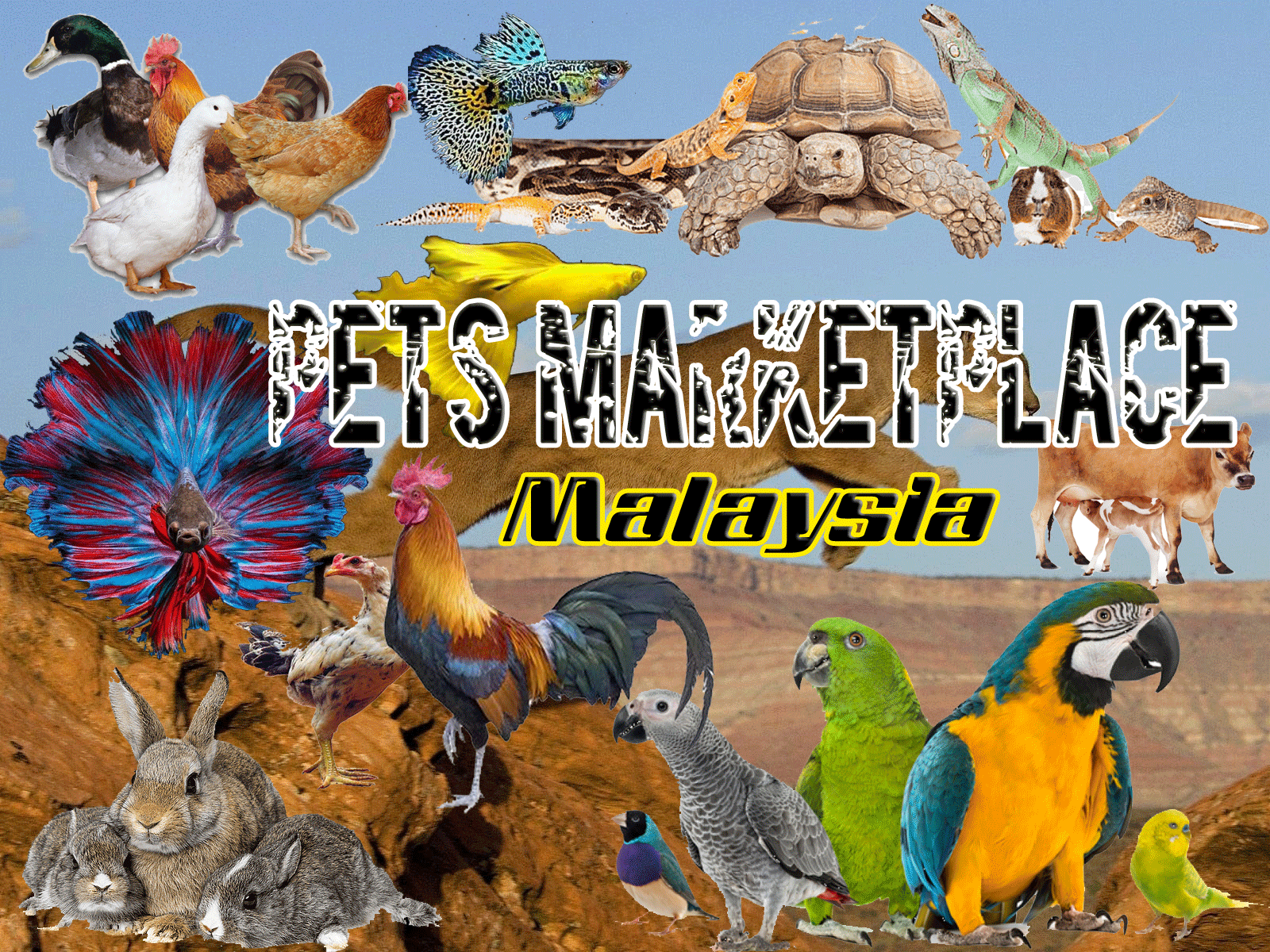 pets-wall.gif
