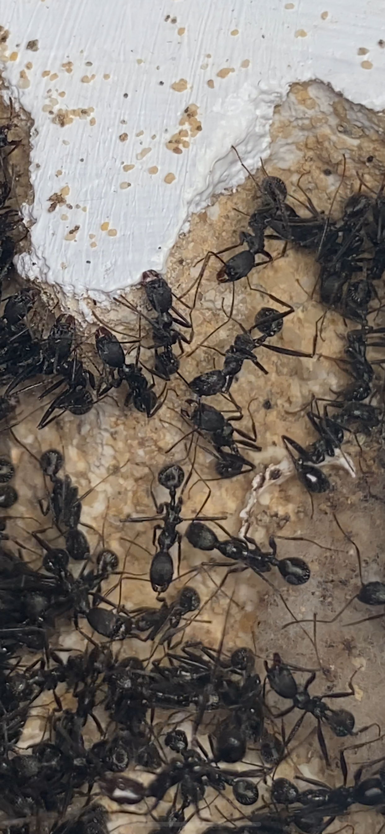 Aphaenogaster senilis 