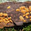 Miniature : Cloportes