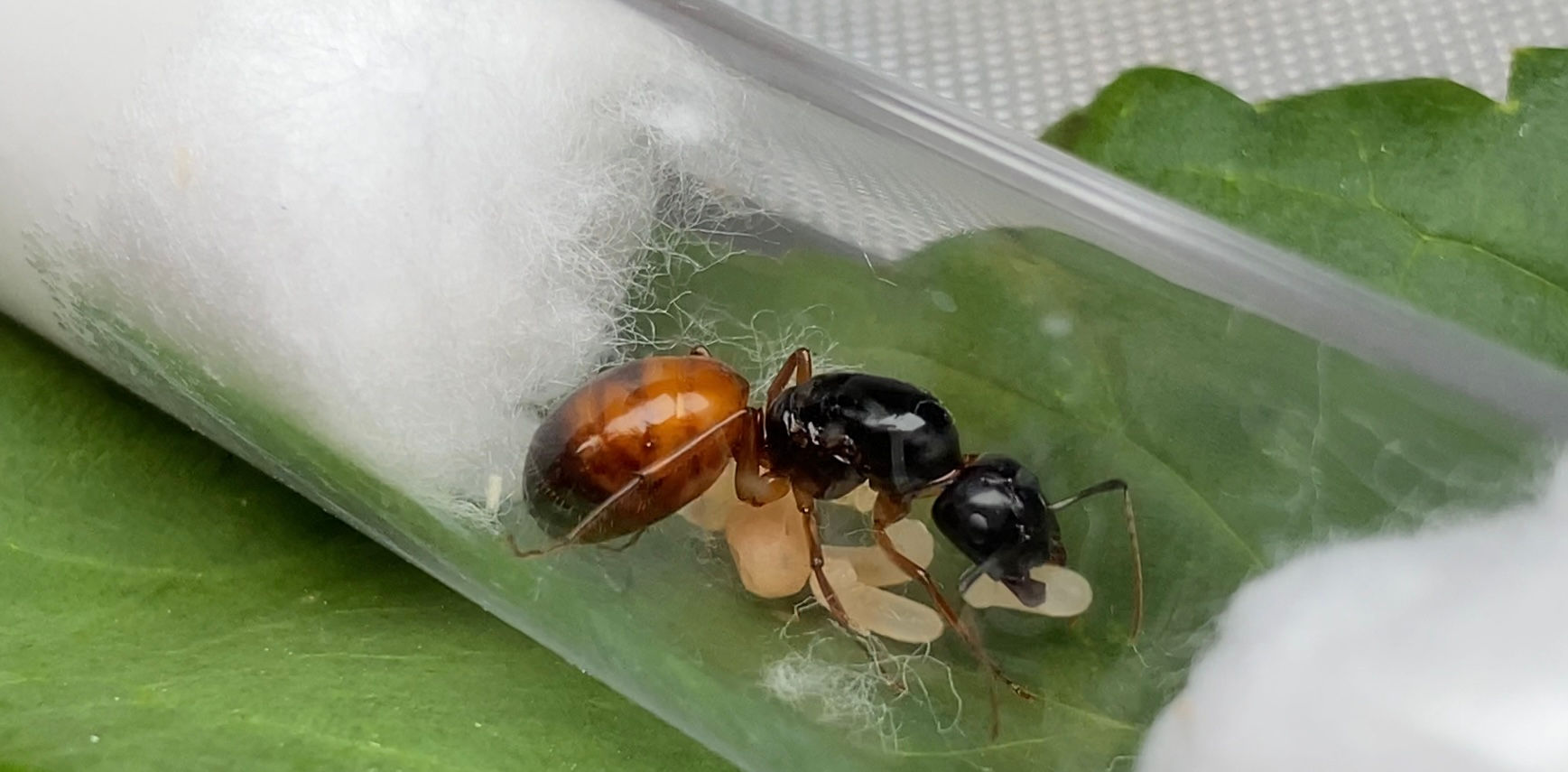 Camponotus sansabeanus 