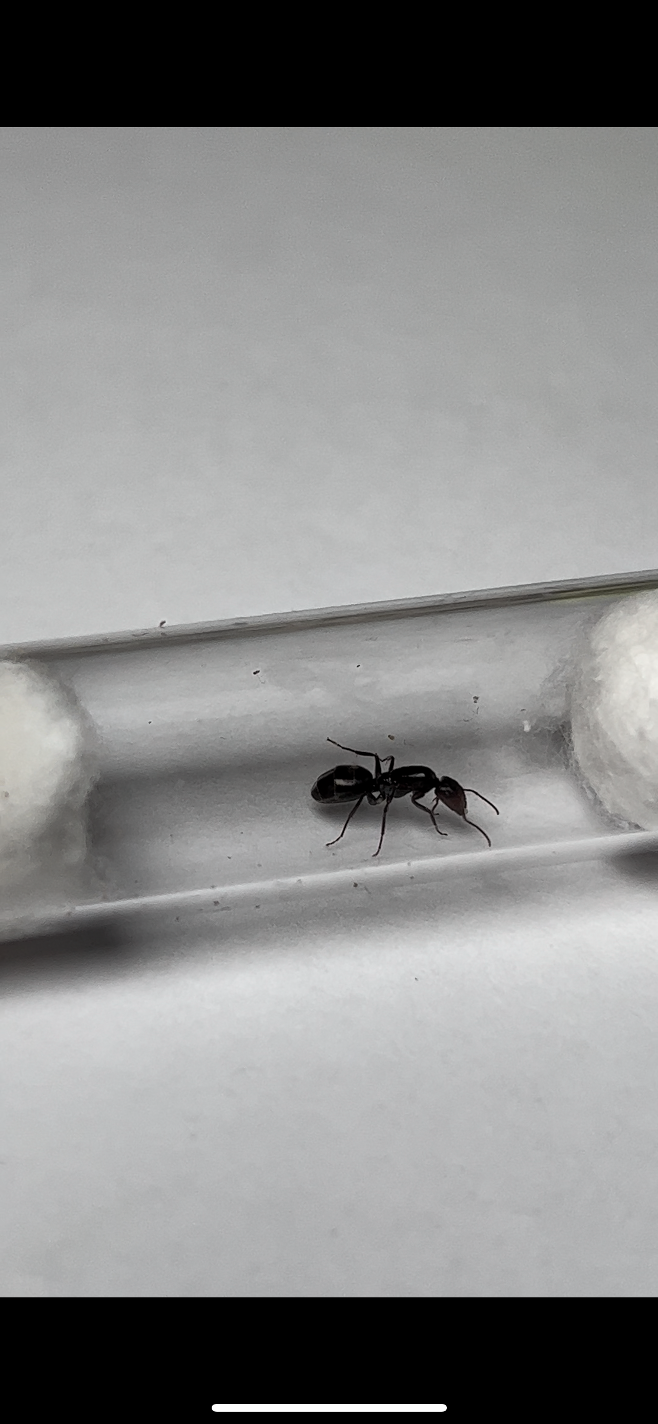 Camponotus brevis