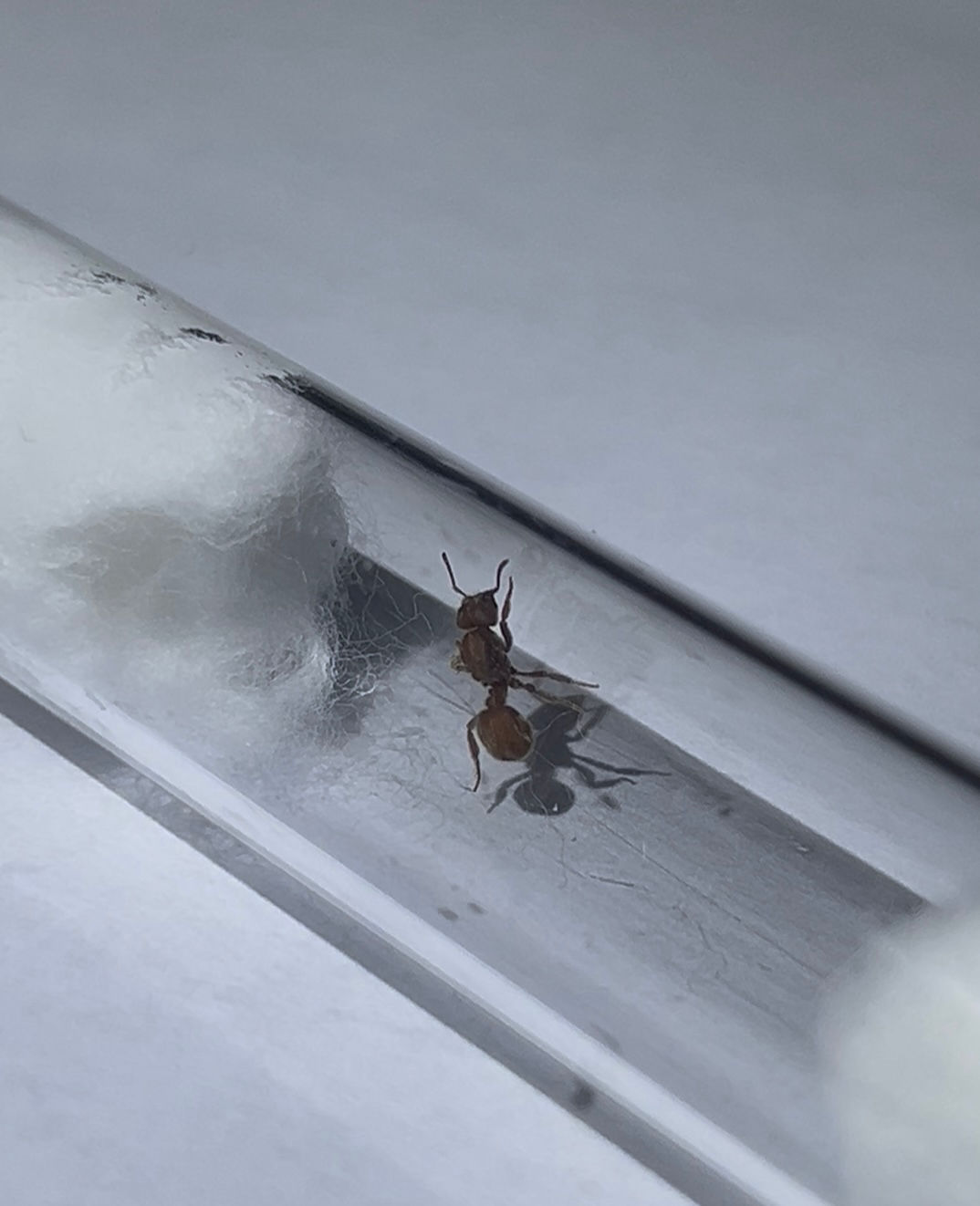 Cyphomyrmex cf rimosus