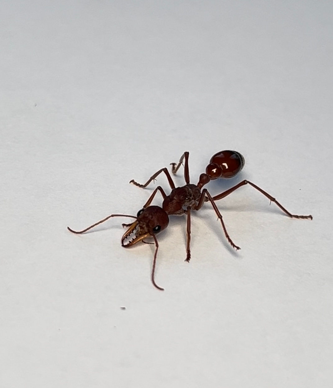 Myrmecia gulosa 