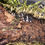 Miniature : Cloportes