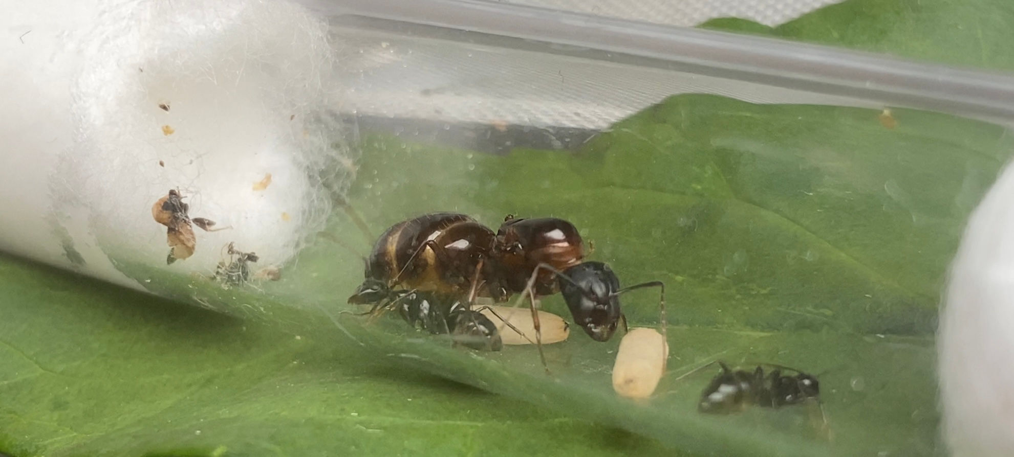 Camponotus sylvaticus 
