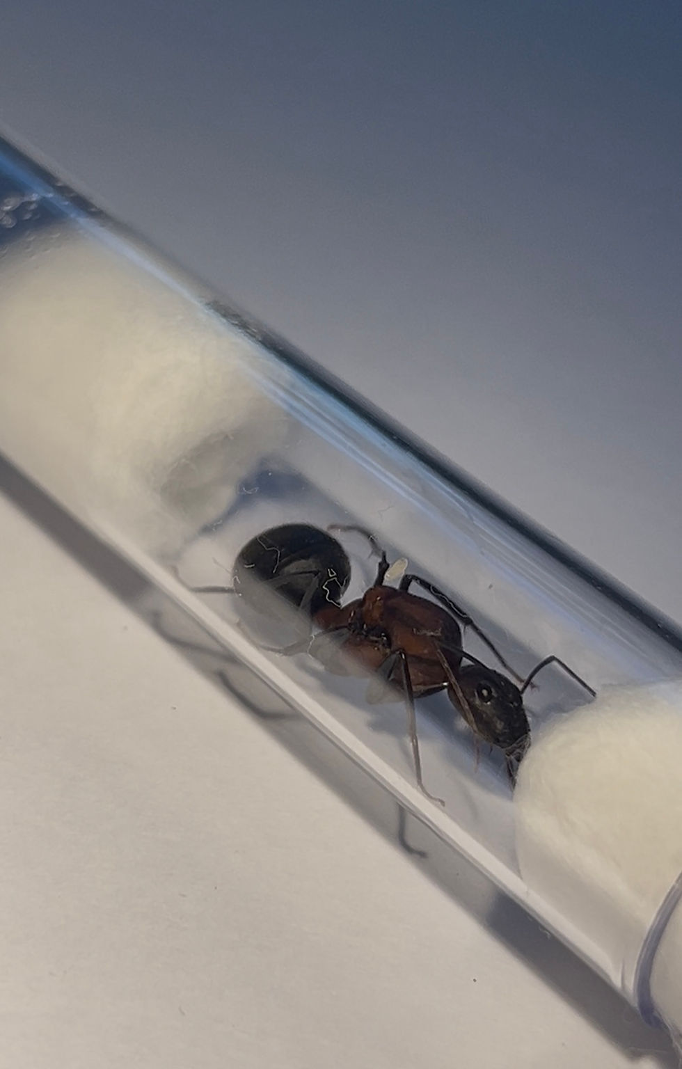 Camponotus angusticollis