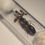 Thumbnail: Camponotus maculatus 