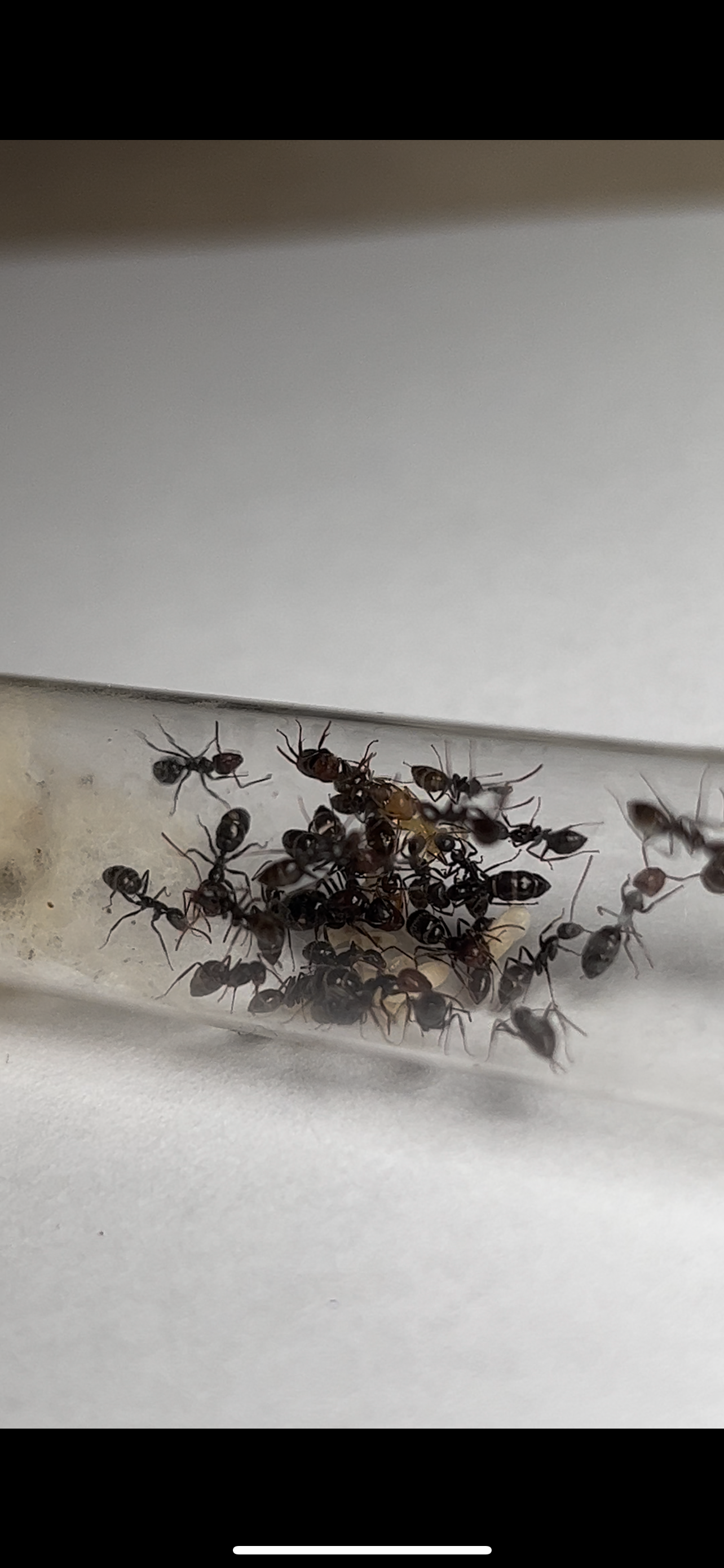 Camponotus sexguttatus