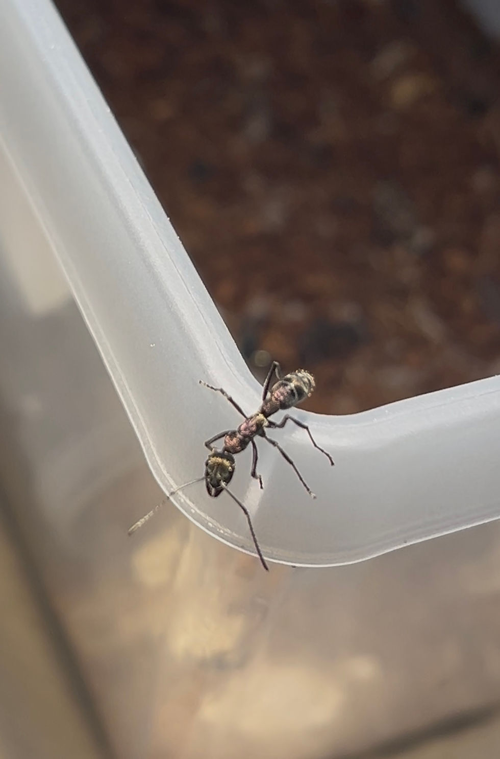 Diacamma scalpatrum purple