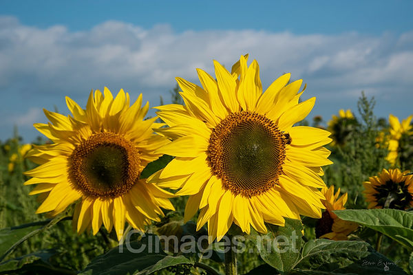 Two sunflowers in a field of sunflowers on a summers day with a blue sky.