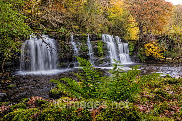 Sgwd Pannwr is one of the many beautiful waterfalls that can be seen in the area known as waterfall country near Glyn Neath in South Wales. When surrounded by autumnal trees is a very special scene.