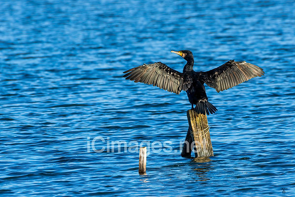 On a chilly morning a Cormorant catching some rays to warm itself ready for its first morning dive into the bitterly cold water.