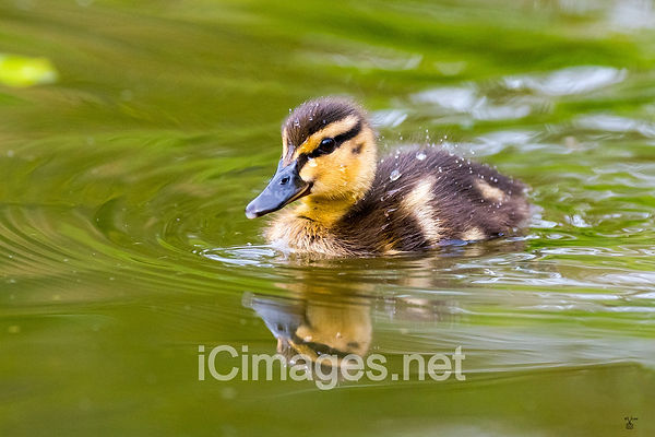 Spring in the air, the cutest duckling paddling it's way around a pond. Mum was close to hand protectively watching over her brood.