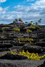 A quintessential Lanzarote scene, this photograph captures a villa perched on a small hill, surrounded by the distinctive volcanic wine circles of La Geria. Shaped by nature and tradition, the landscape thrives as nightly clouds drift across the valley, gently watering the vines in this remarkable wine-growing region.