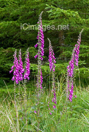 Vibrant wild pink foxgloves, here looking particularly lovely against the perfect opposing colour of vibrant greens.