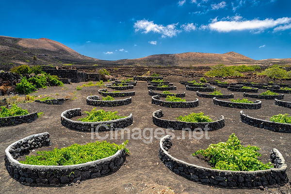 La Geria, the stunning wine region of Lanzarote, is a surreal landscape where rows of lush green grapevines thrive in contrast to the island’s black volcanic soil. Each vine is carefully nestled in a hand-dug hollow, shielded by semi-circular stone walls that protect them from the harsh Atlantic winds. The sweeping terrain, dotted with these unique crescents, creates a mesmerizing patchwork of agriculture and nature’s raw beauty. Against the backdrop of Lanzarote’s volcanic peaks, the vineyards of La Geria not only produce exquisite wines but also stand as a testament to the ingenuity of local winemakers who have transformed this rugged land into a thriving viticultural paradise.