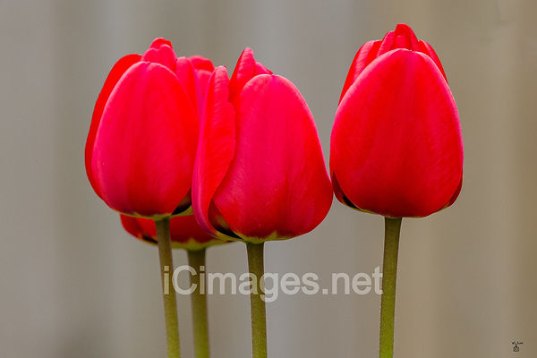 A group of perfect tulips with a wonderfully smooth background.