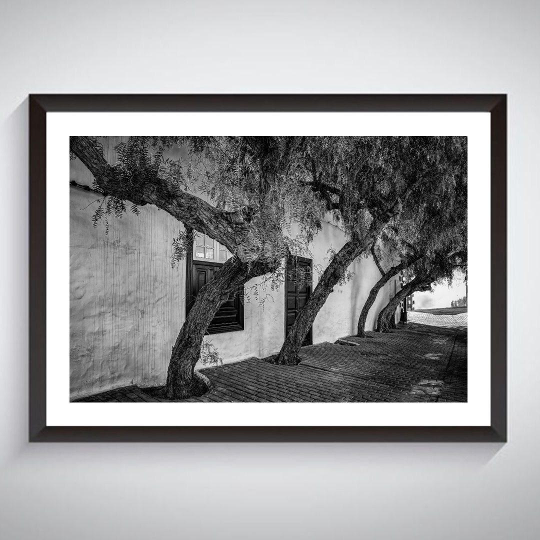 Trees in Teguise - Photographic Print