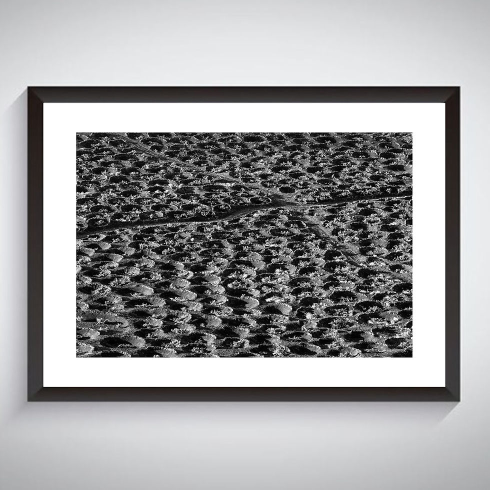 La Geria Wine Crops - Black and White - Photographic Print