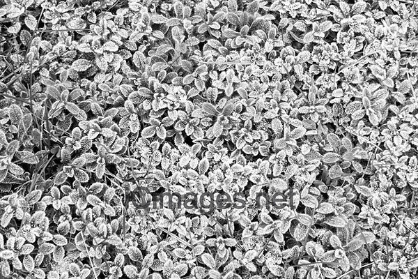 A close up of some small frost covered leaves converted to black and white to make a lovely abstract image.