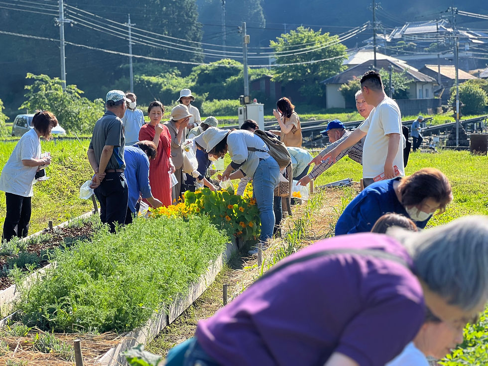 福住町西念寺前のハーブ畑(2023年春)