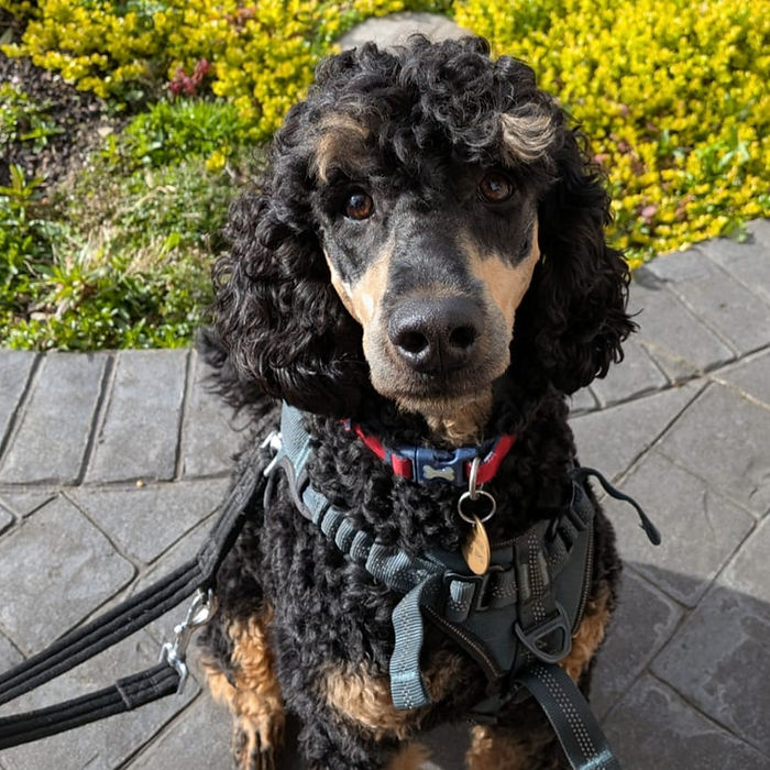 Moyen Poodle