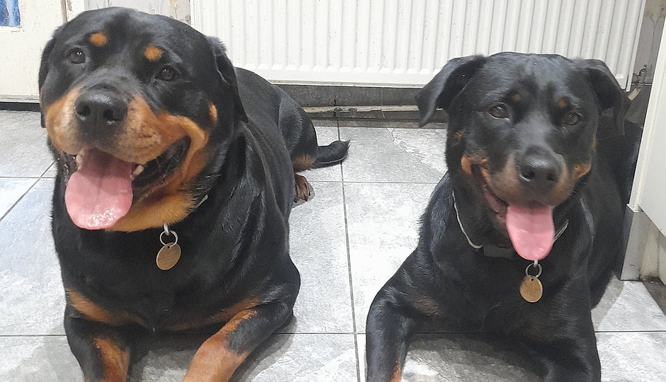 Rottweiler