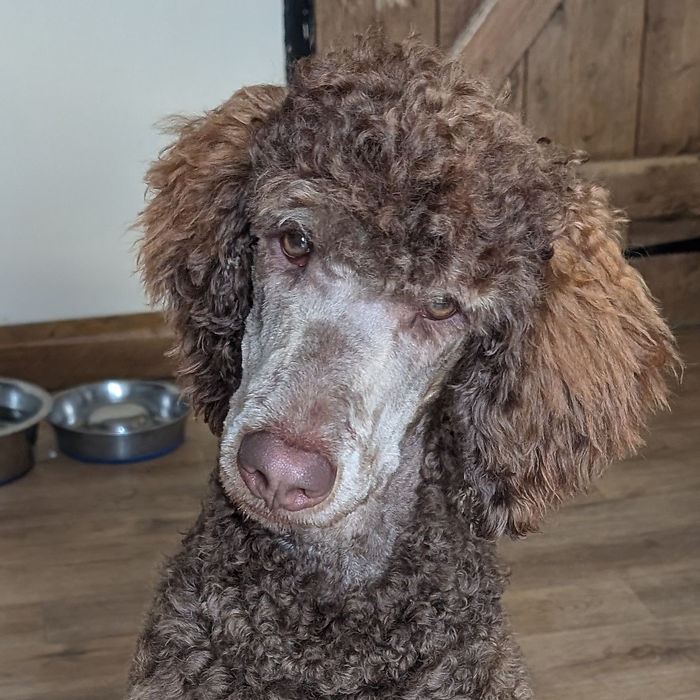 Phantom Standard Poodle