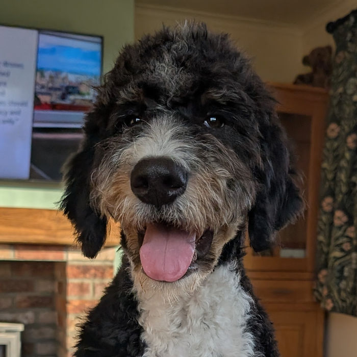 Bernedoodle