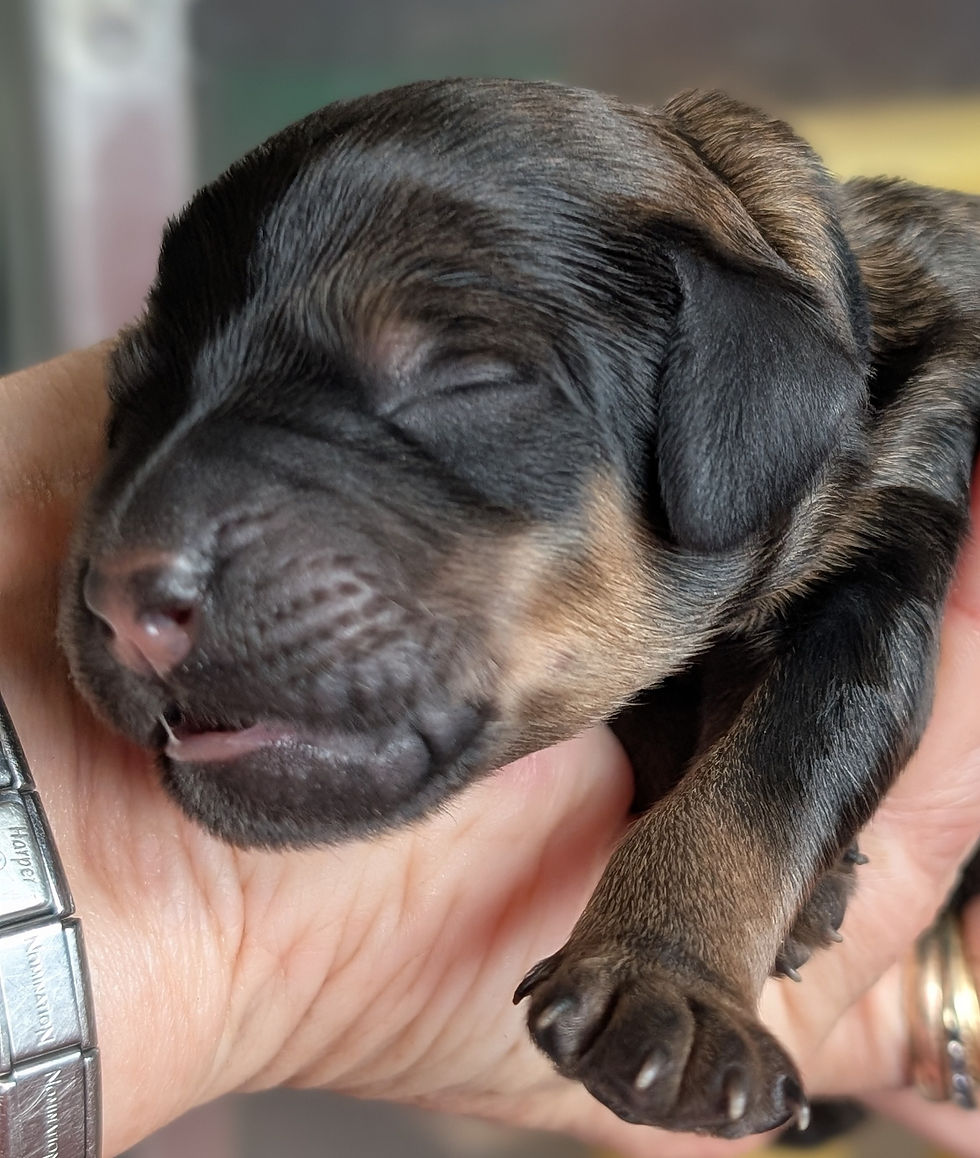 Close-up view of a Rottle puppy playing with a soft toy indoors