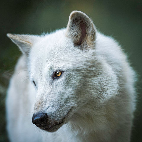 AlawaWolf.jpg