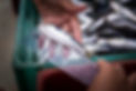 ACOI_FMartinho_012.jpg