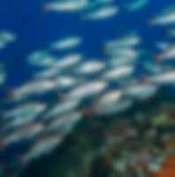 Under the sea fishes by Noaa VLVC on Unsplash