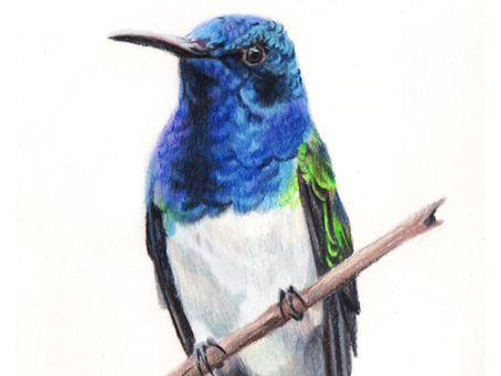 Avian Art at Mountain Trails Gallery featured in Spring/Summer issue of Discover Tlaquepaque mag...
