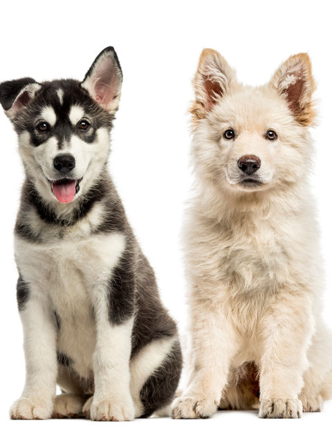 Lifestyle, honden, katten en seizoensvakanties