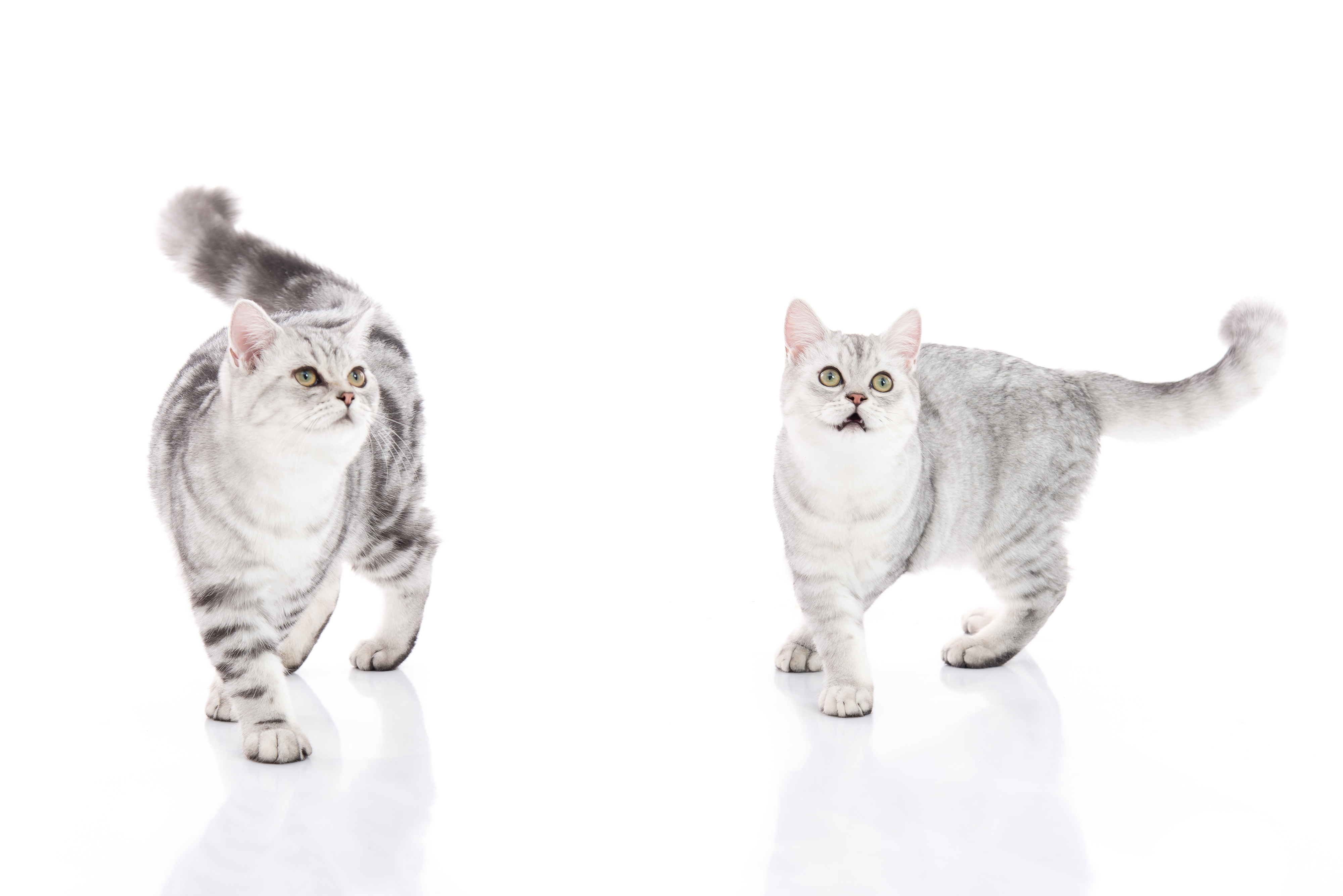 https://info7388.wixsite.com/kattenpagina