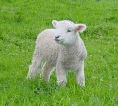 Hoe wordt een babyschaap genoemd?