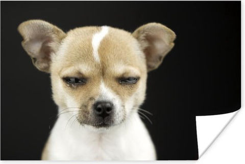 Honden huilen vaker als ze herenigd worden met hun baasjes